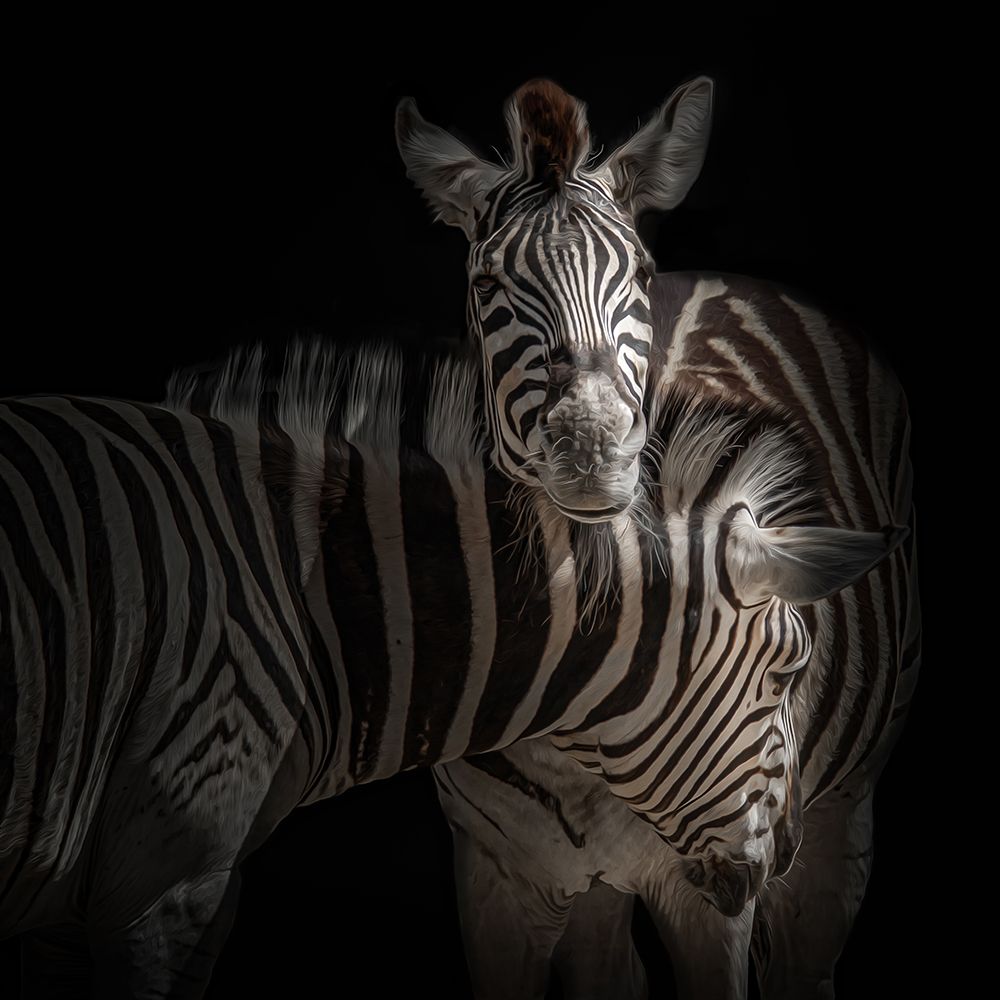 ... Zebra art print by Jorg Vollrath for $57.95 CAD