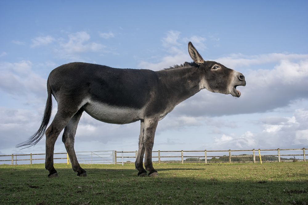 Hungry!!!! art print by Gert van den for $57.95 CAD