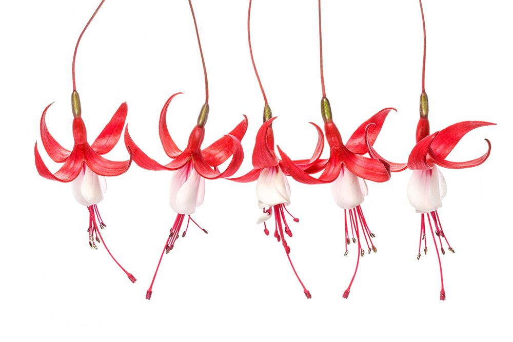 Fuchsia art print by Mandy Disher for $57.95 CAD