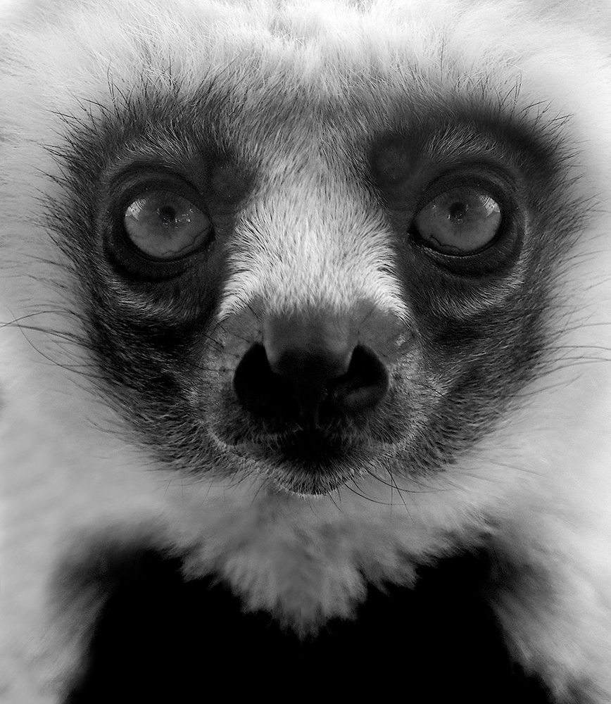 Portrait of a young Lemur. art print by Robin Wechsler for $57.95 CAD