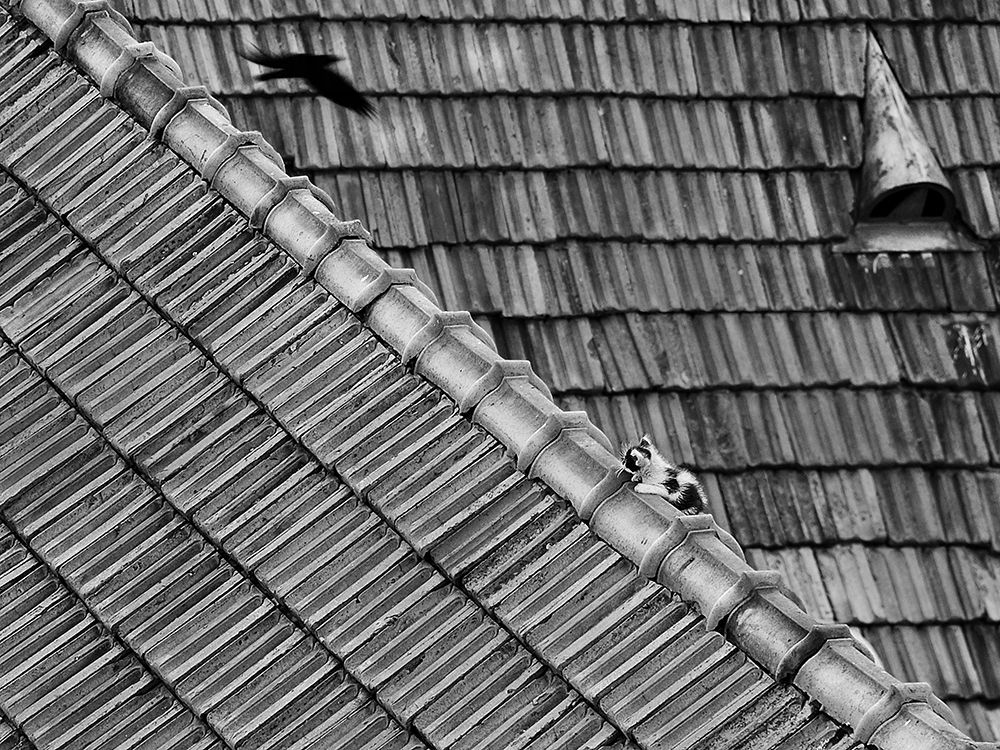 roof cat art print by Nicoleta Gabor for $57.95 CAD