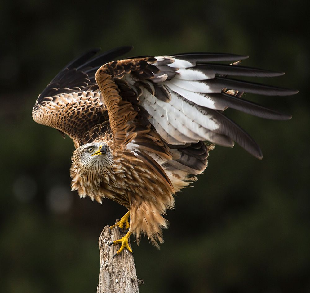 Red kite art print by AiToR Badiola for $57.95 CAD