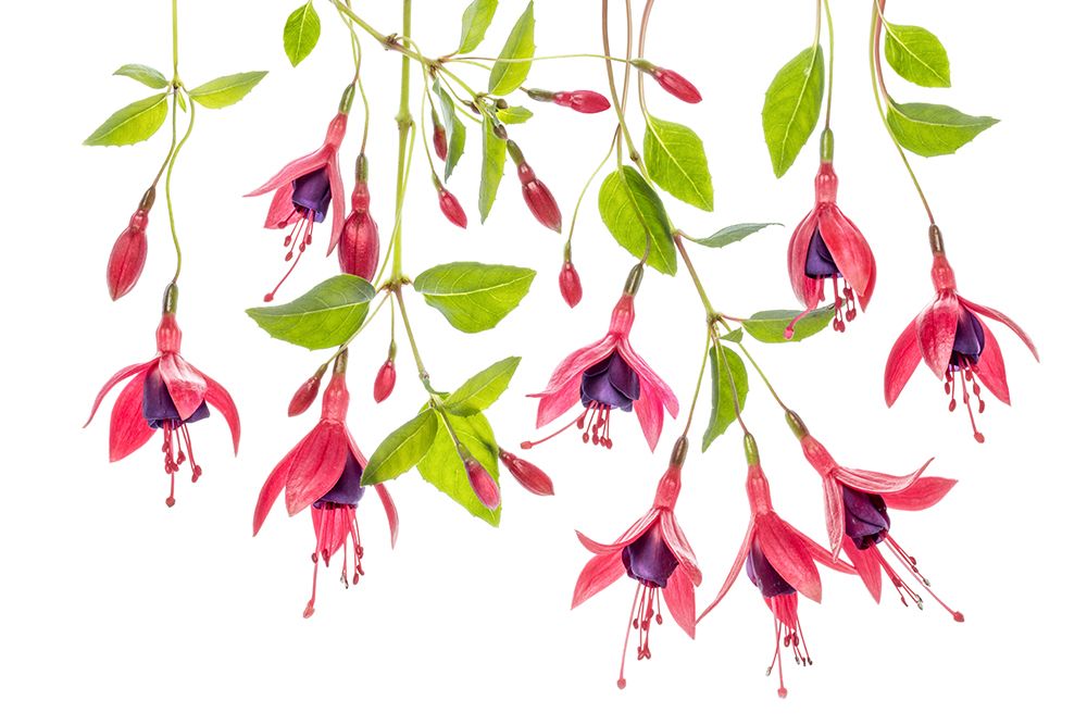 ~ Fuchsia ~ art print by Mandy Disher for $57.95 CAD
