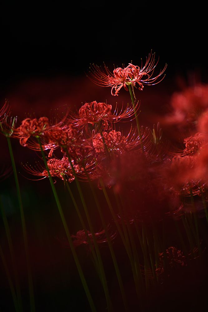 Sparkling Red Flower art print by Takashi Suzuki for $57.95 CAD