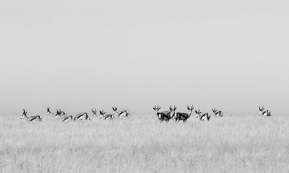 Sentinel gazelles art print by Mathilde Guillemot for $57.95 CAD