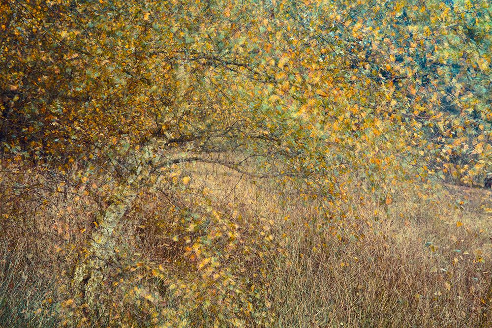 Motion tree art print by Anton van Dongen for $57.95 CAD