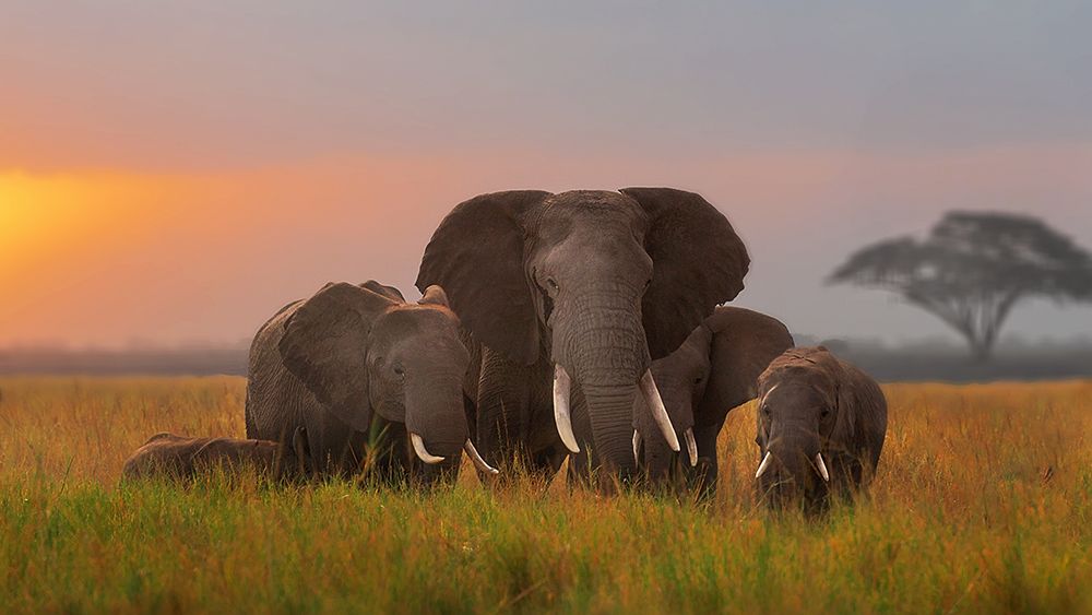 Elephent family in Amboseli art print by Annie Poreider for $57.95 CAD