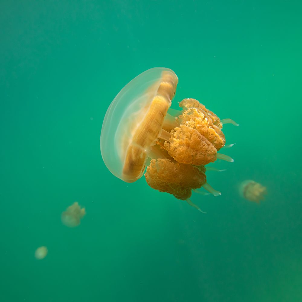 Jellyfish art print by Gunarto Song for $57.95 CAD