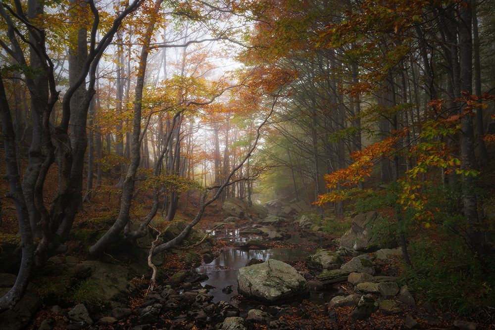 Autumn art print by Francesco Tavani for $57.95 CAD
