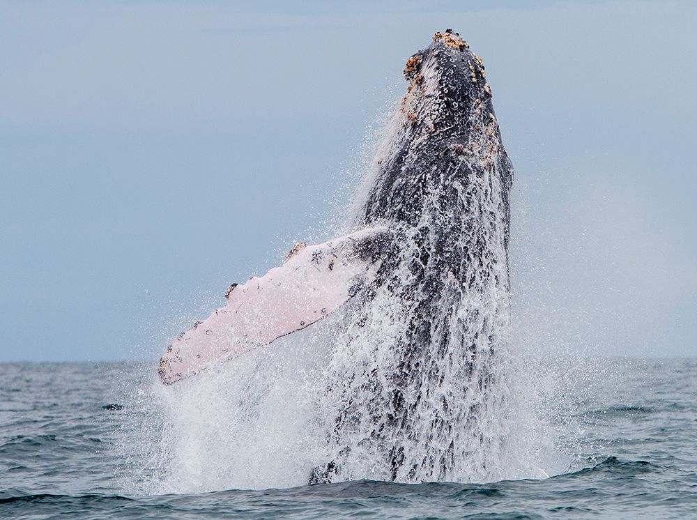 humpback whale migration art print by Guillermo Ossa for $57.95 CAD