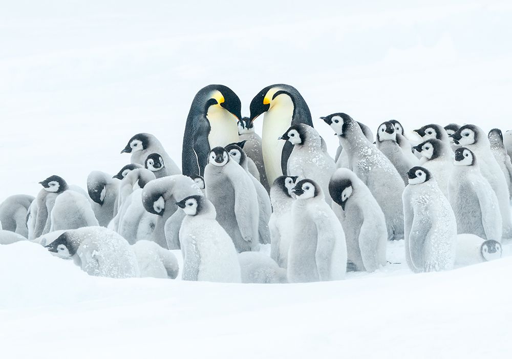 WE ARE A BIG FAMILY art print by Liwen Tao for $57.95 CAD