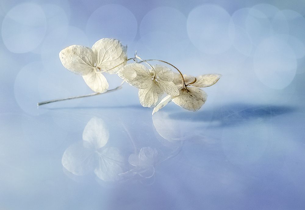 Trio art print by Olga Aleksandrovna for $57.95 CAD