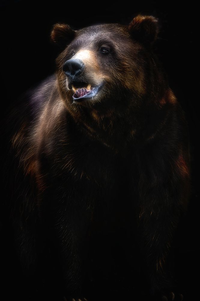 Brown bear portrait art print by Santiago Pascual Buye for $57.95 CAD