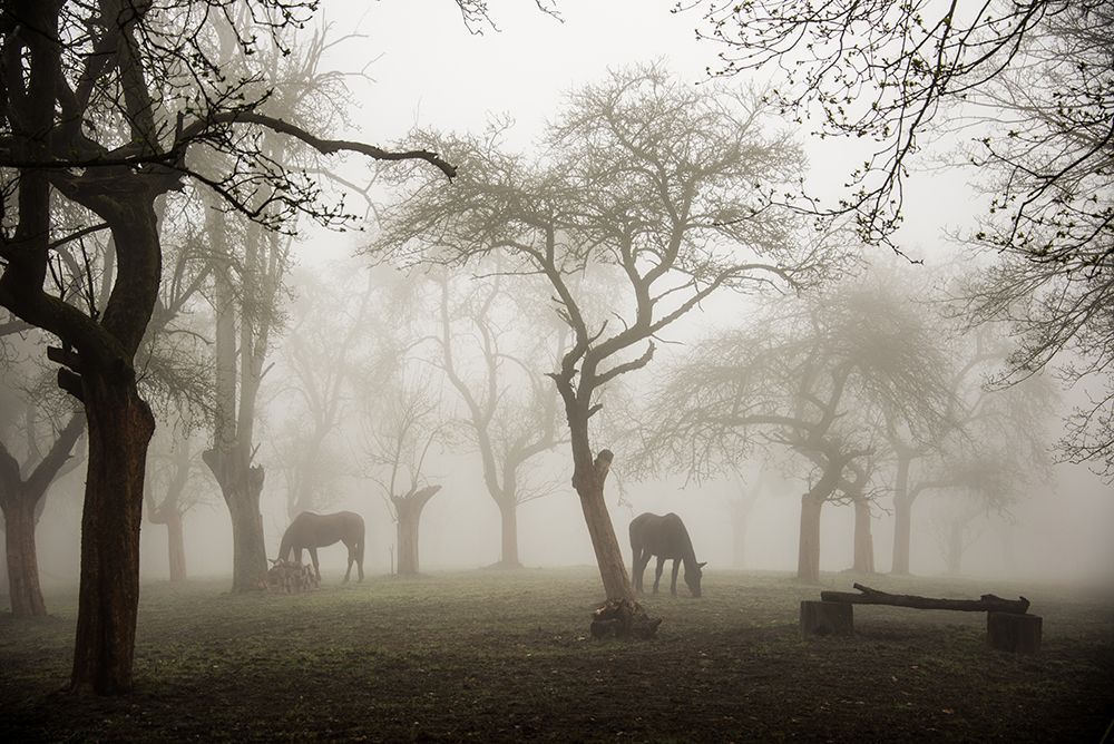 Horses in a foggy orchard art print by Denisa Vlaicu for $57.95 CAD