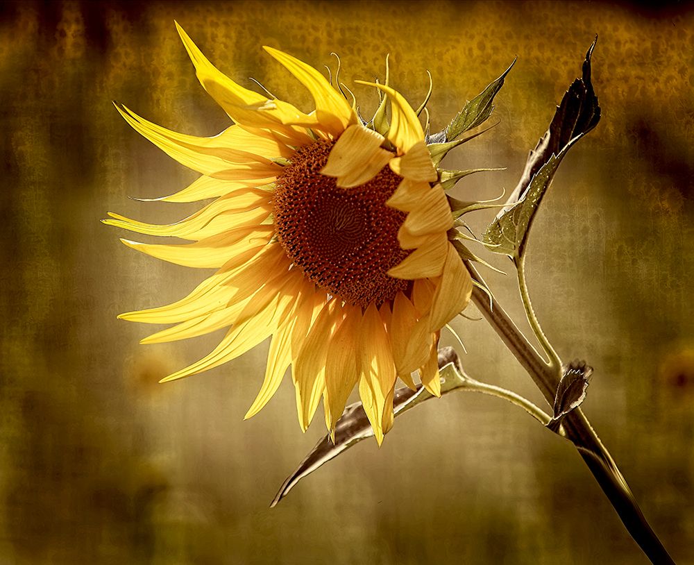 sunflower art print by Anna Cseresnjes for $57.95 CAD