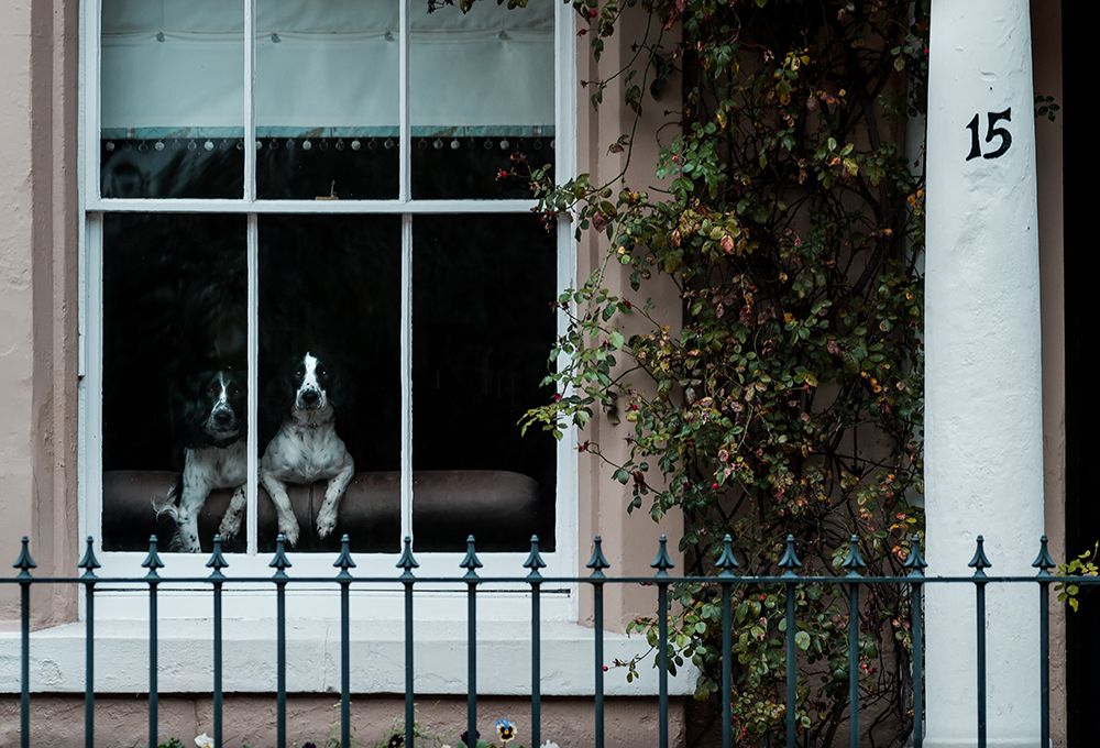 Spaniels art print by Michael Moore for $57.95 CAD