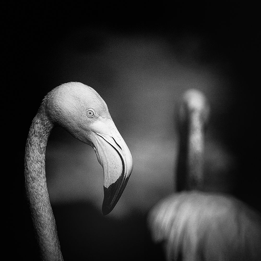 goodbye art print by Claudio Moretti for $57.95 CAD