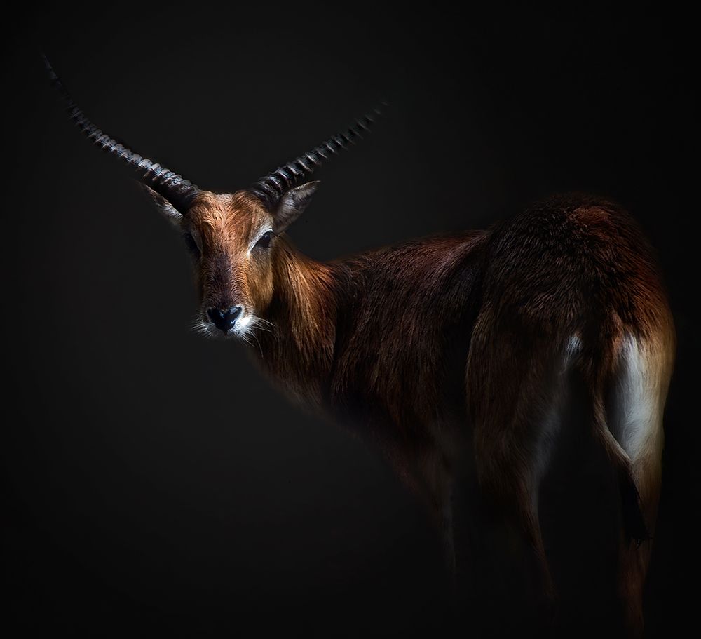 Antelope Lechwe Portrait art print by Santiago Pascual Buye for $57.95 CAD