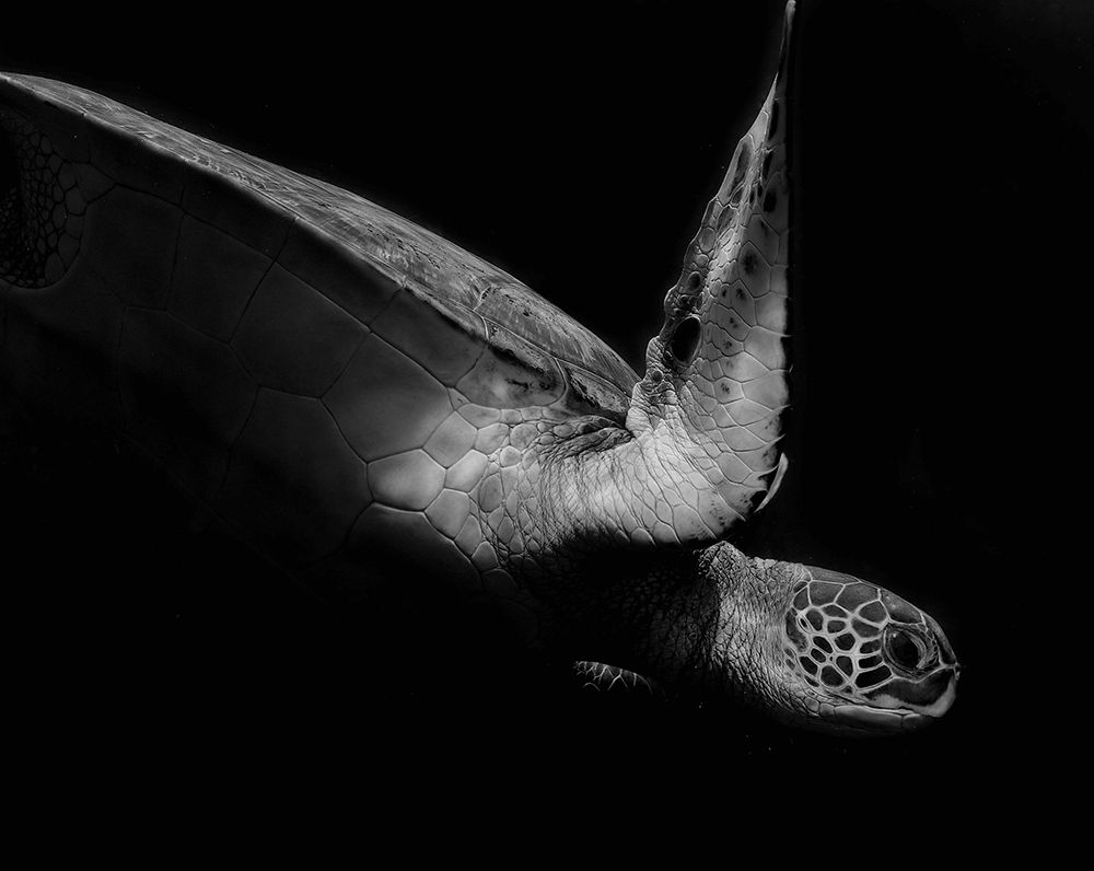 Portrait Of A Sea Turtle In Black And White 2 art print by Robin Wechsler for $57.95 CAD