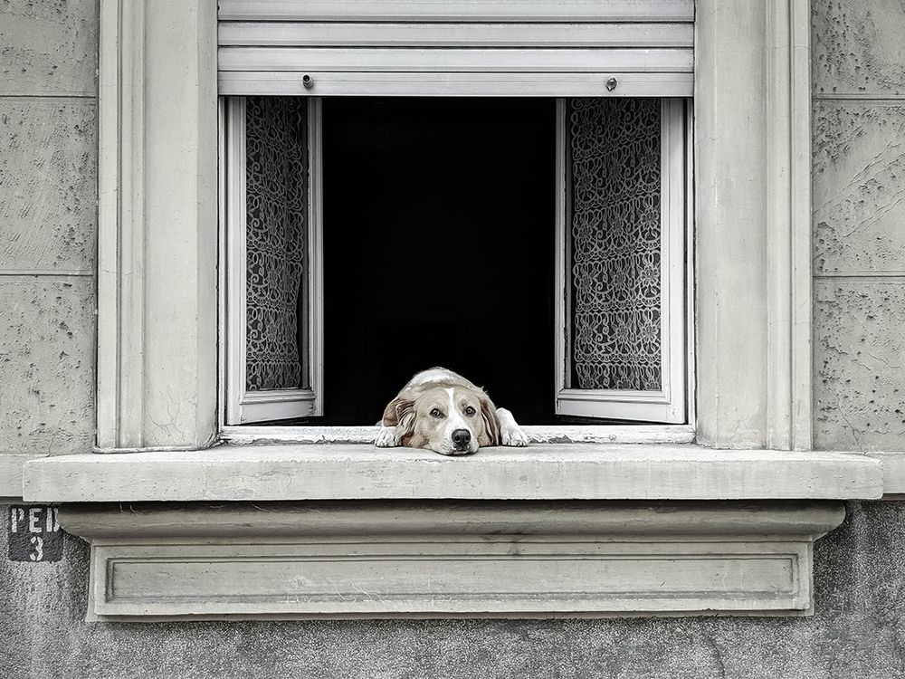 The window art print by Giorgio Toniolo for $57.95 CAD