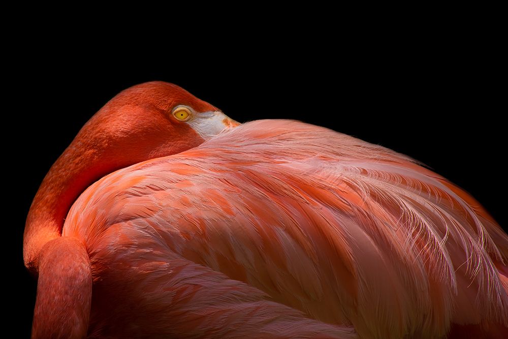 Melancholy Flamingo art print by Natalia Rublina for $57.95 CAD