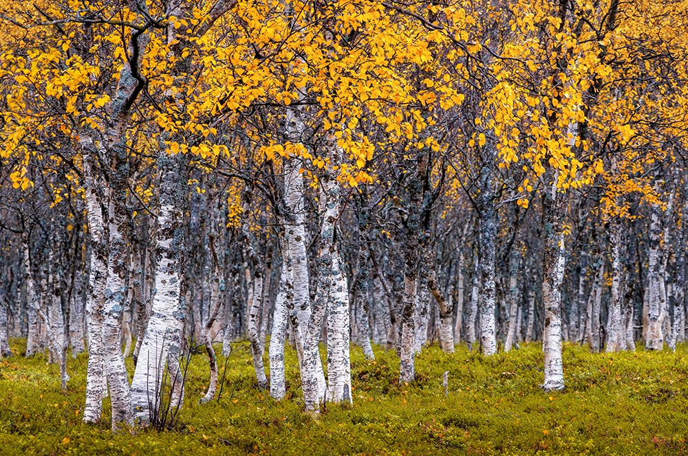 Autumn art print by Sus Bogaerts for $57.95 CAD