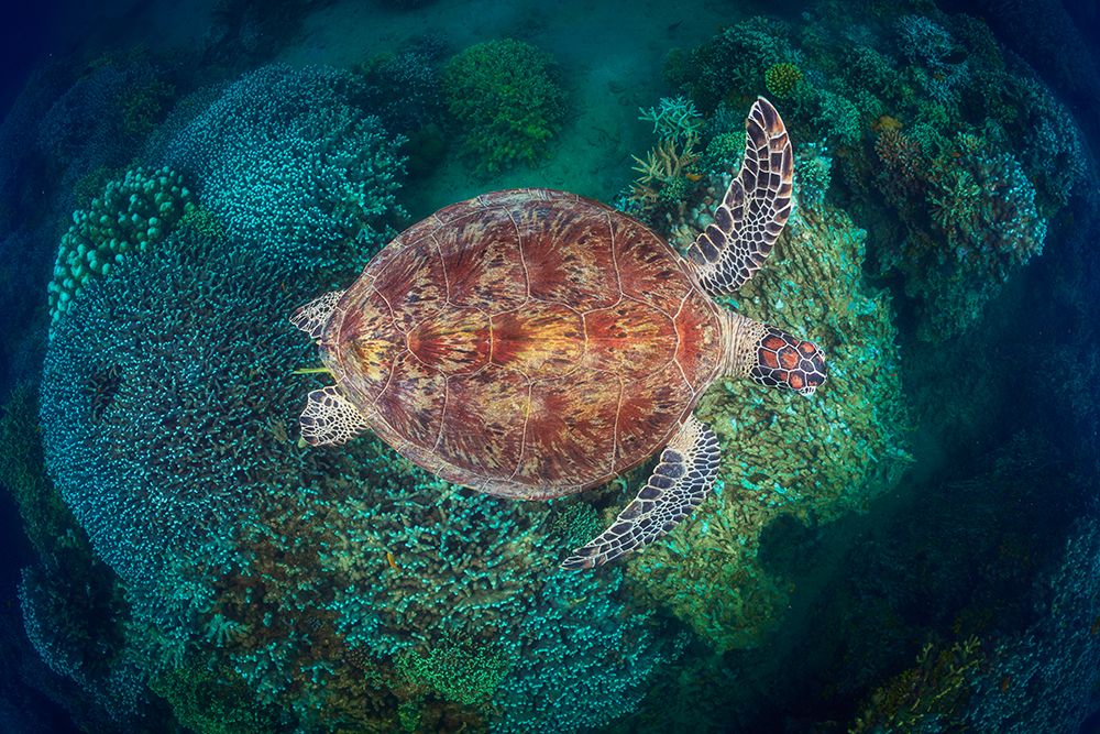 NGouja Reef art print by Barathieu Gabriel for $57.95 CAD