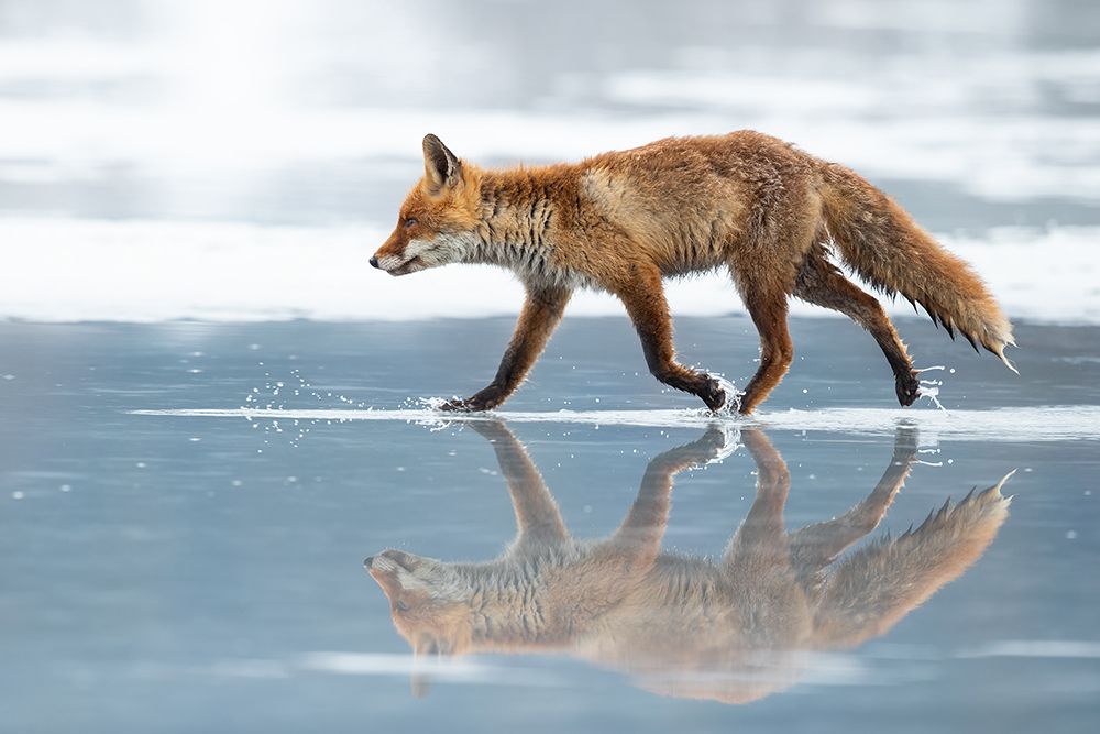 Red Fox art print by Milan Zygmunt for $57.95 CAD