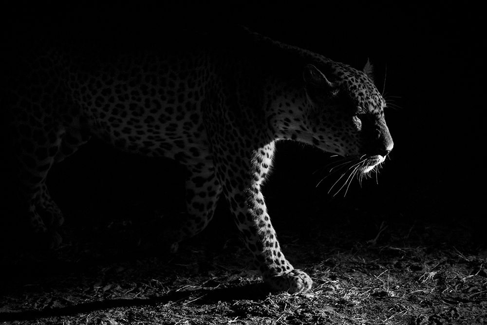 Leopard night hunt art print by Hannes Bertsch for $57.95 CAD