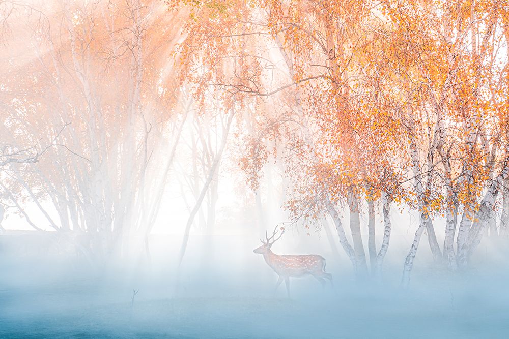 Deep in fog art print by Simoon for $57.95 CAD