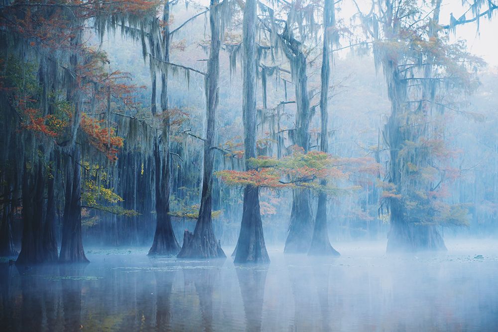 Foggy Swamp Morning art print by Aijing H. for $57.95 CAD