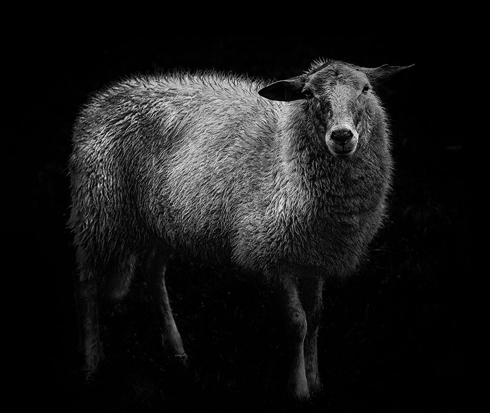 Sheep... art print by Wicher Bos for $57.95 CAD