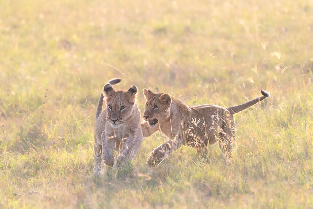 Playful cubs art print by Henry Zhao for $57.95 CAD