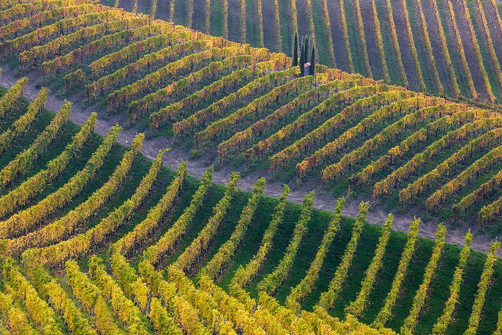 Vineyards art print by Fiorenzo Carozzi for $57.95 CAD
