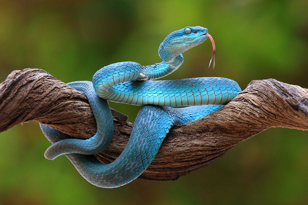 turquoise blue viper art print by Pujo Laksono for $57.95 CAD