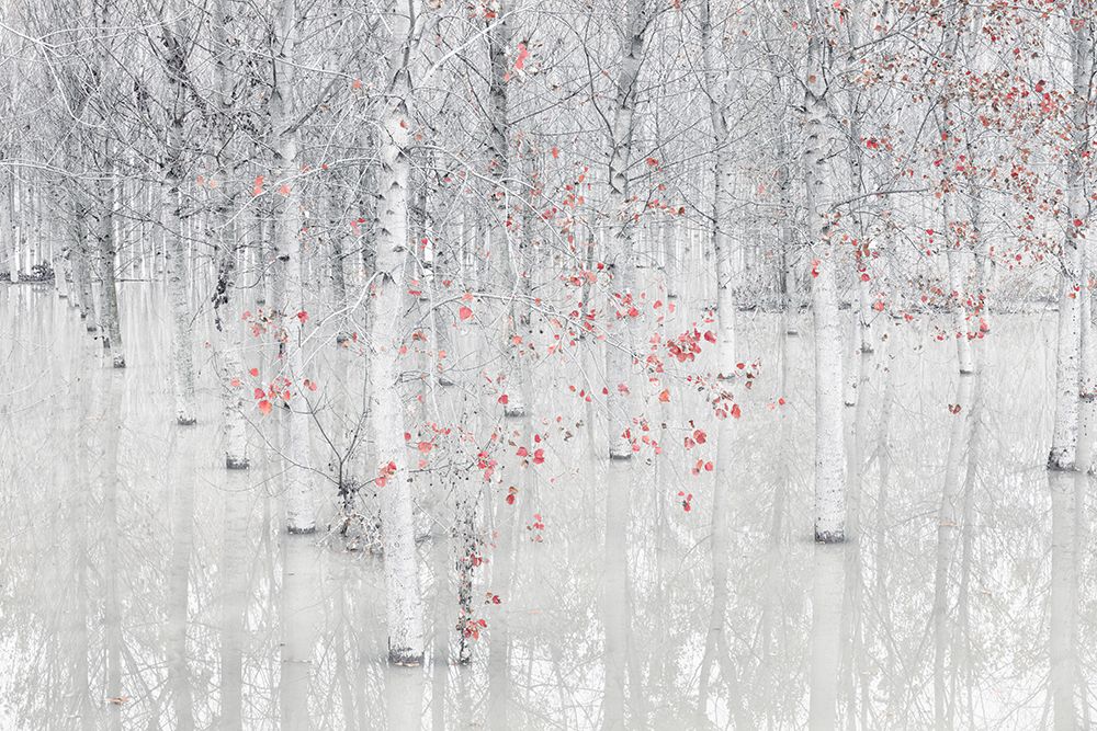 Red A White art print by Fiorenzo Carozzi for $57.95 CAD