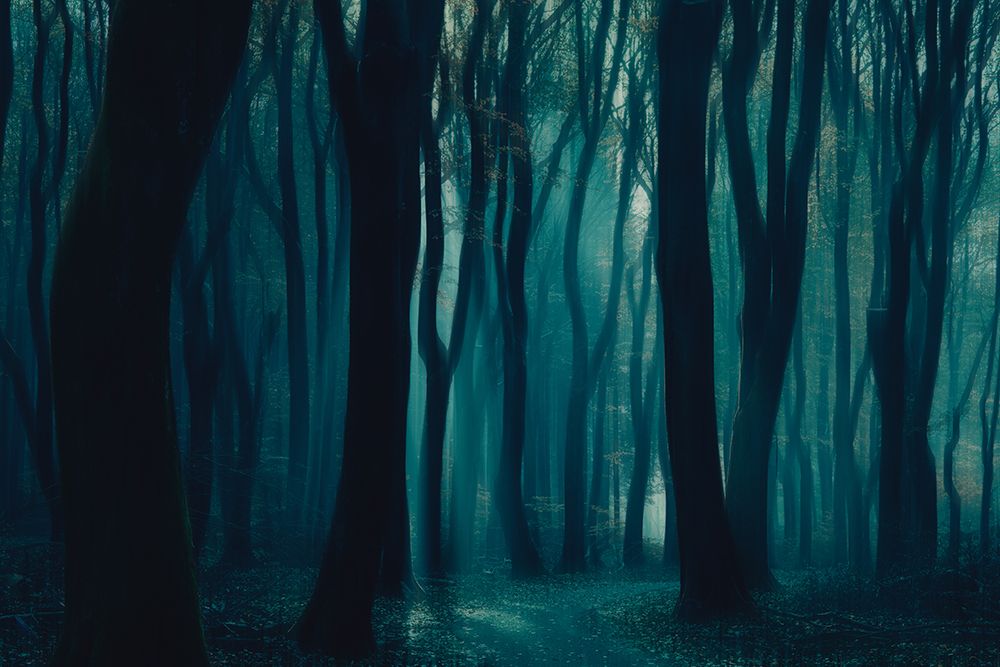 The dark forest art print by Bingo Z for $57.95 CAD