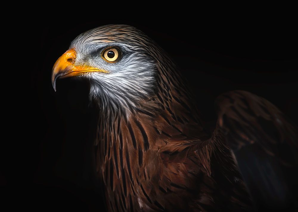 Red Kite Portrait Ii art print by Santiago Pascual Buye for $57.95 CAD