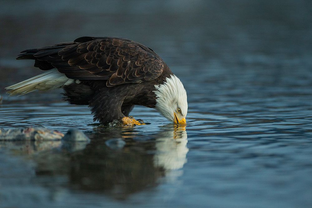 Bald Eagle Drink art print by Valerio Ferraro for $57.95 CAD