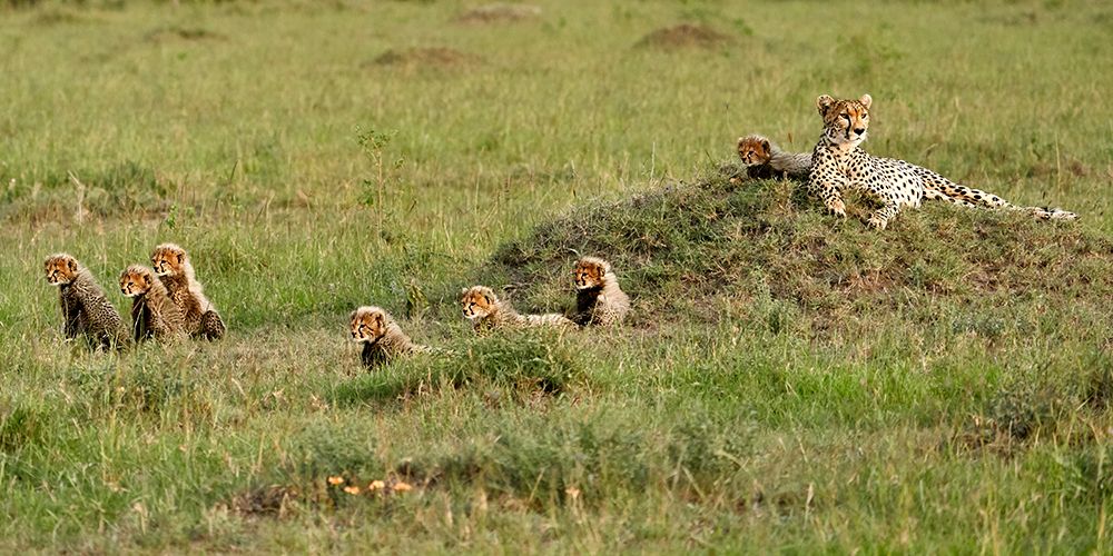 Cheetah with 7 cubs! art print by Peter Hudson for $57.95 CAD