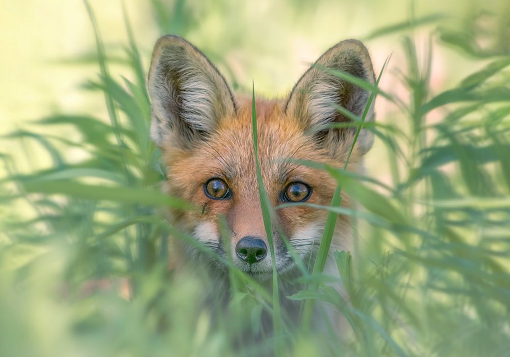 Hello art print by Larry Deng for $57.95 CAD