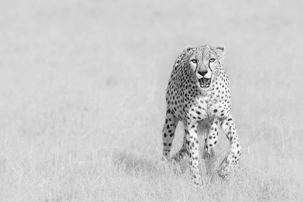 Cheetah art print by Henry Zhao for $57.95 CAD