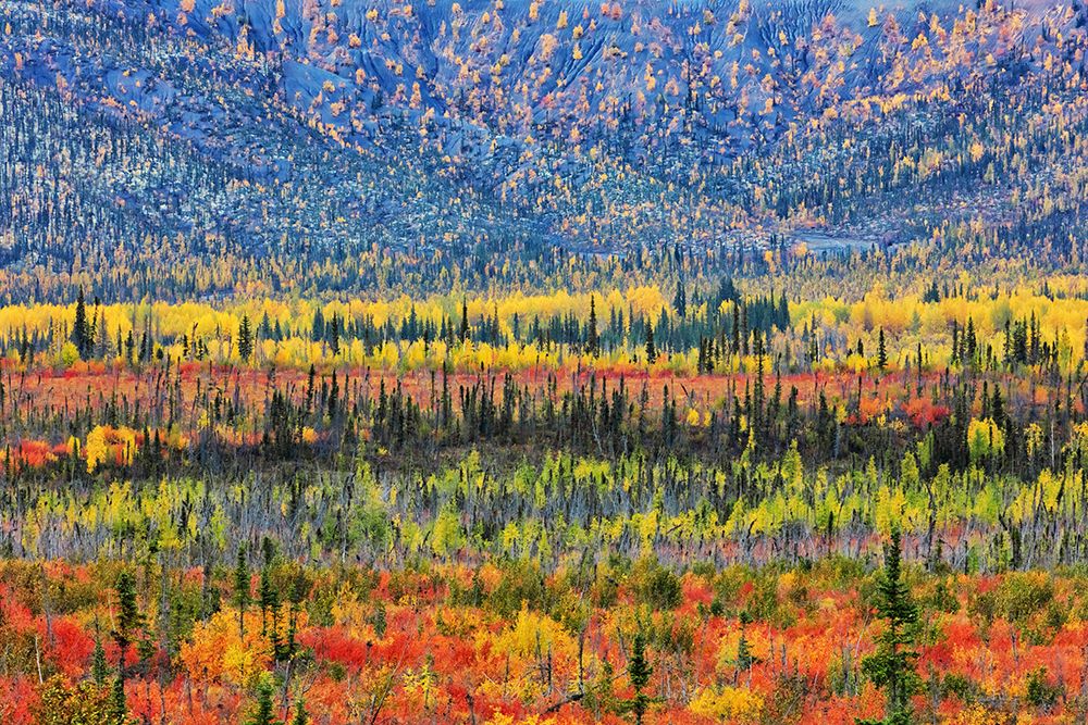 Fall Color In The Mountain art print by Jun Zuo for $57.95 CAD