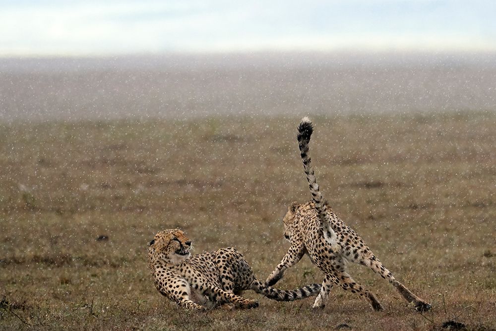 Tension in the Rain art print by Peter Hudson for $57.95 CAD