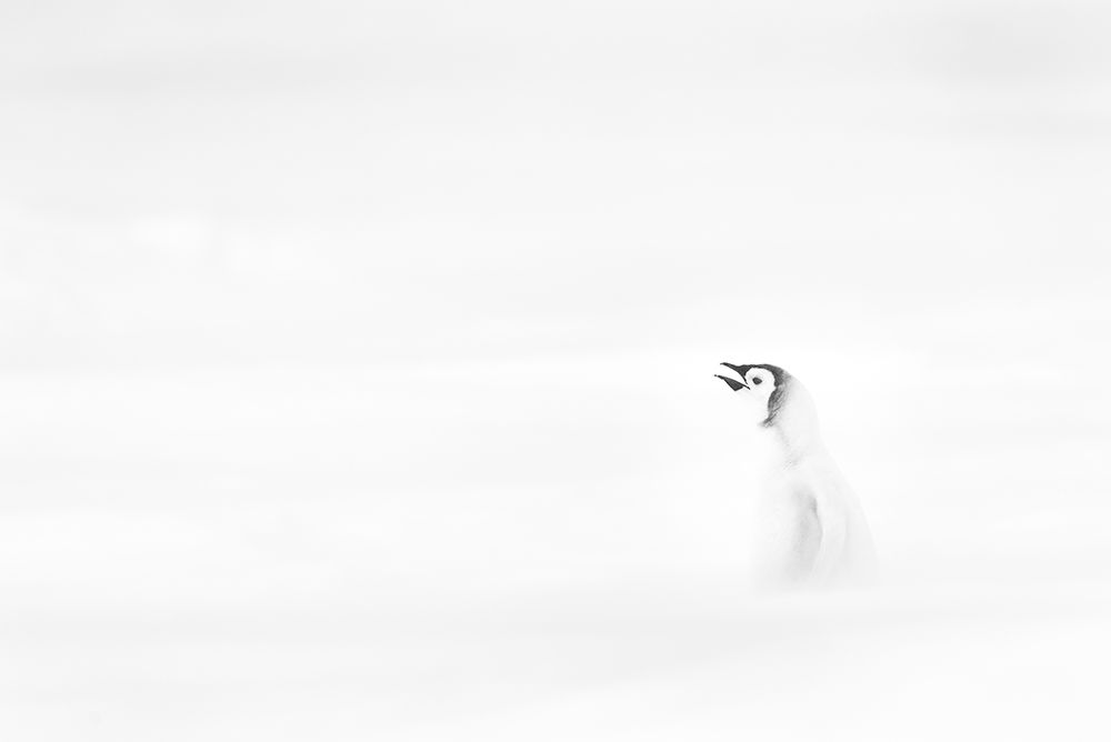 HELP! art print by Liwen Tao for $57.95 CAD