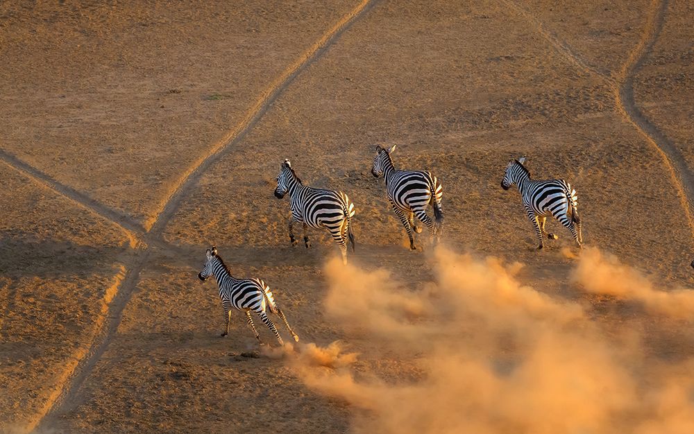 Zebra running in the sunset art print by Jie Fischer for $57.95 CAD