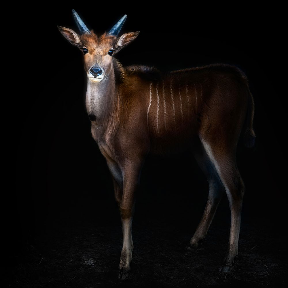 Young common eland portrait art print by Santiago Pascual Buye for $57.95 CAD