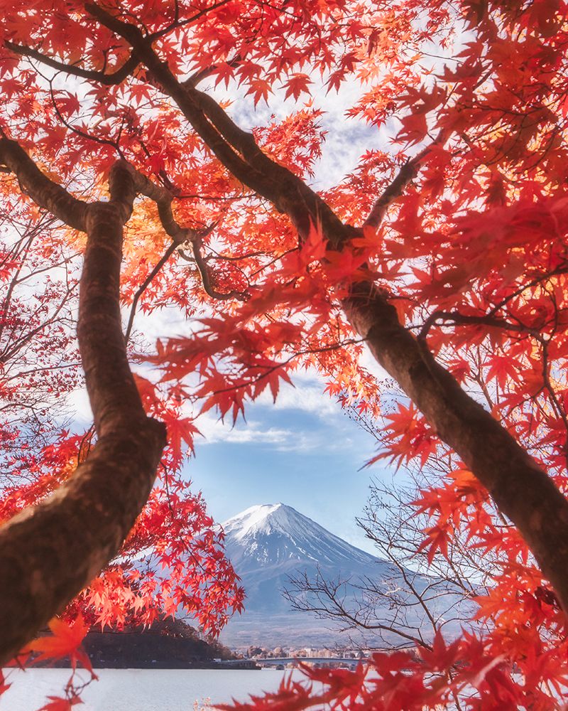 Mt.Fuji Is In The Autumn Leaves art print by Makiko Samejima for $57.95 CAD