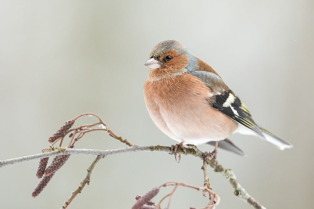 A common chaffin with snow light art print by Annie Keizer for $57.95 CAD