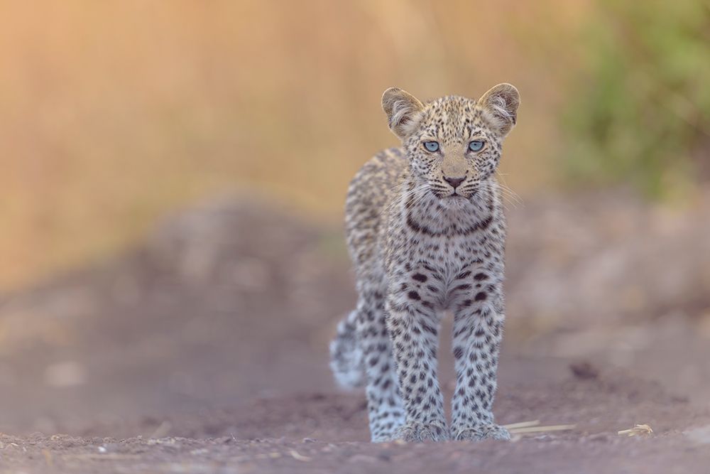 Baby Leopard with blue eyes art print by Ozkan Ozmen for $57.95 CAD